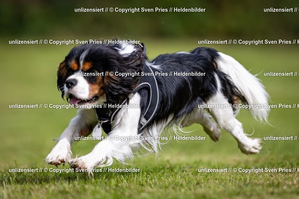 Sven Pries | 2024-09-22 - Hunderennen Baden-BadenPudelverein - Realisiert mit Pictrs.com