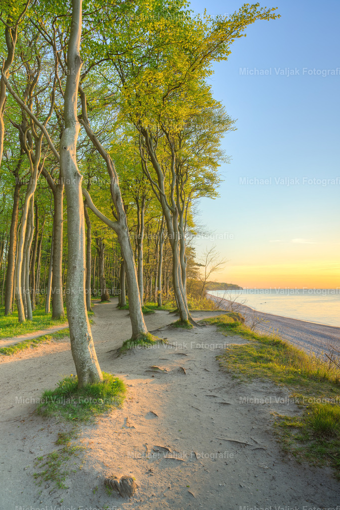 Küstenwald an der Ostsee bei Warnemünde | Kurz nach Warnemünde beginnt die Stoltera, ein ca. drei Kilometer langer Abschnitt der Ostseeküste der durch eine bis zu 20 m hohe Steilküste (Kliff) gekennzeichnet ist. Zu einem Großteil verläuft hier direkt am Kliff ein Wanderweg mit vielen Aussichtspunkten mit Blicken wie diesem. - Realisiert mit Pictrs.com