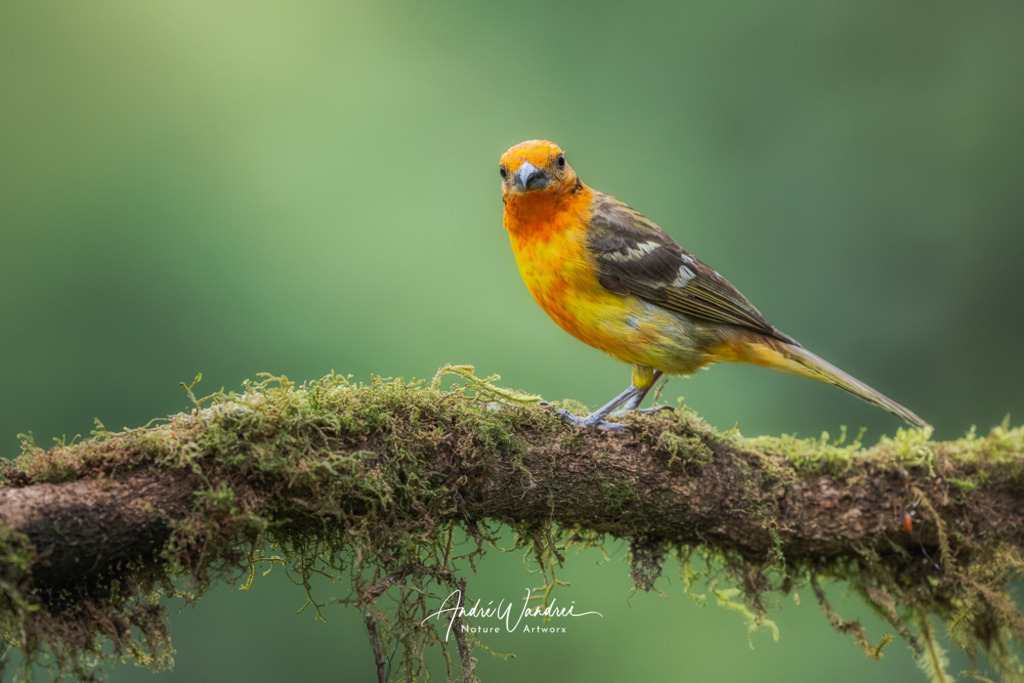 Zwischen Zweig und Gesang | Andre Wandrei - Nature Artworx - Realisiert mit Pictrs.com