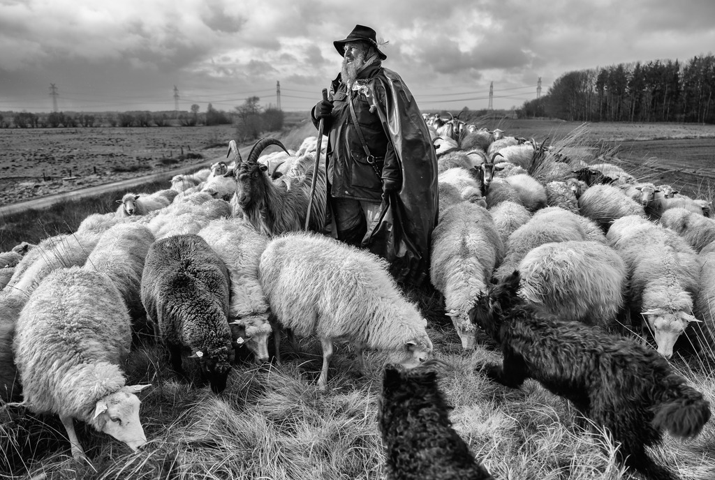 wanderschaefereien-schleswig-holstein-052 | Das Danewerk ist das größte Bodendenkmal in Nordeuropa und gehört zu den traditionellen Beweidungsgebieten der Schäferei Kimmel. Hier ist John Kimmel mit seiner Herde auf der Krone des Danewerks westlich von Kurburg zu sehen. - Realisiert mit Pictrs.com