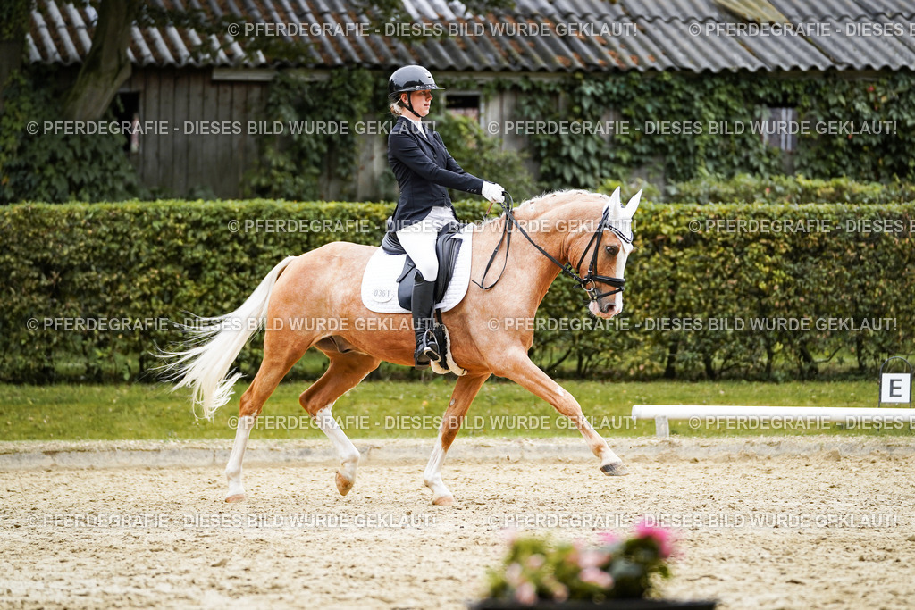 DSC01170 | Pferdegrafie