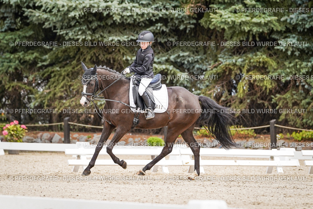 DSC02766 | Pferdegrafie