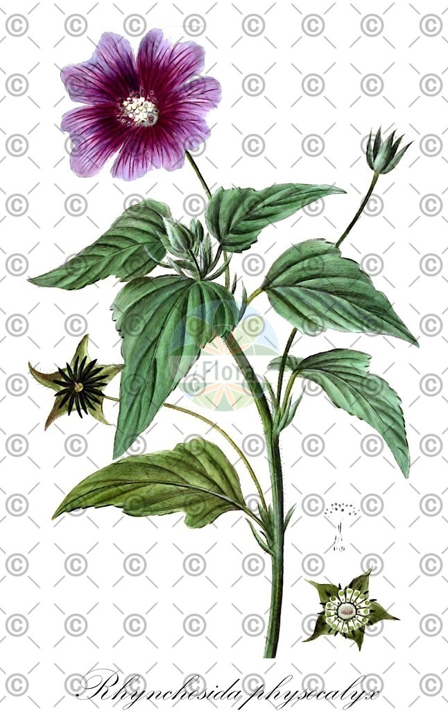 HistAbb_EMP_37574_SRC_Schlechtendal_FLORAD_SIMPLE | Historische Abbildung von Rhynchosida physocalyx - Malvaceae | Historical Illustration of Rhynchosida physocalyx - Malvaceae (beaked sida)