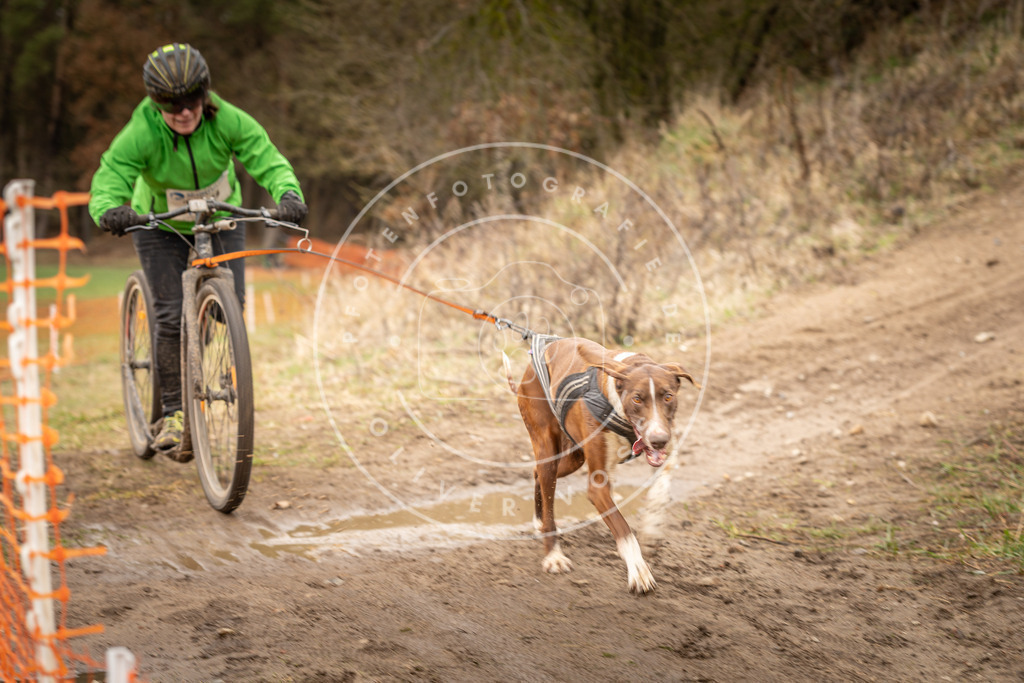 DV3A1599 | Hundefotografie, Tierfotograf, Pfotenfotografie, Fotoshooting Hund, Hunde Portrait, Hundesport, Hundeportraits, Heideshooting, Hunde, Sportfotograf, Hundefotograf, Turnierhundsport, THS,  - Realisiert mit Pictrs.com