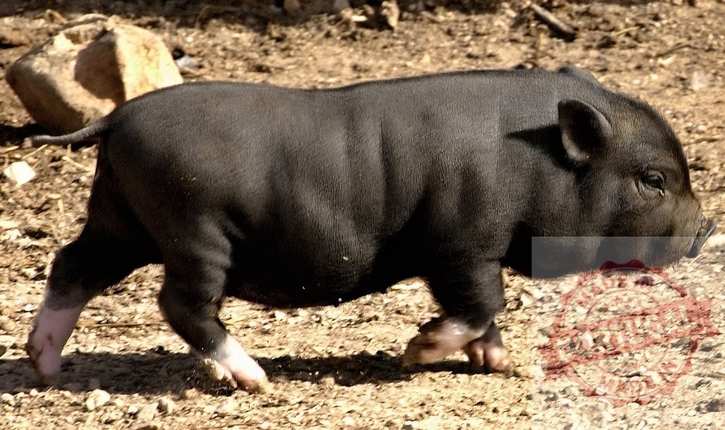 Black piglet walking in farm outdoor environment | Black piglet exploring outdoor area on a sunny day - Realized with Pictrs.com