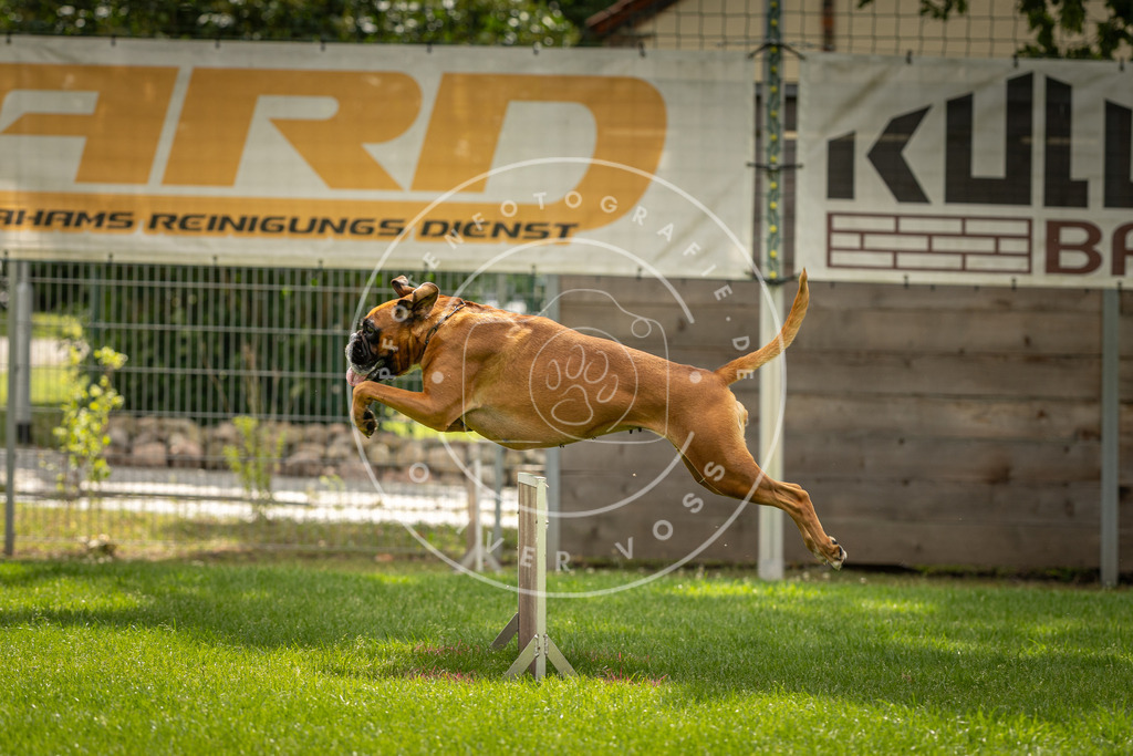 Pfotenfotografie_DV3A3609 | Hundefotografie, Tierfotograf, Pfotenfotografie, Fotoshooting Hund, Hunde Portrait, Hundesport, Hundeportraits, Heideshooting, Hunde, Sportfotograf, Hundefotograf, Turnierhundsport, THS,  - Realisiert mit Pictrs.com
