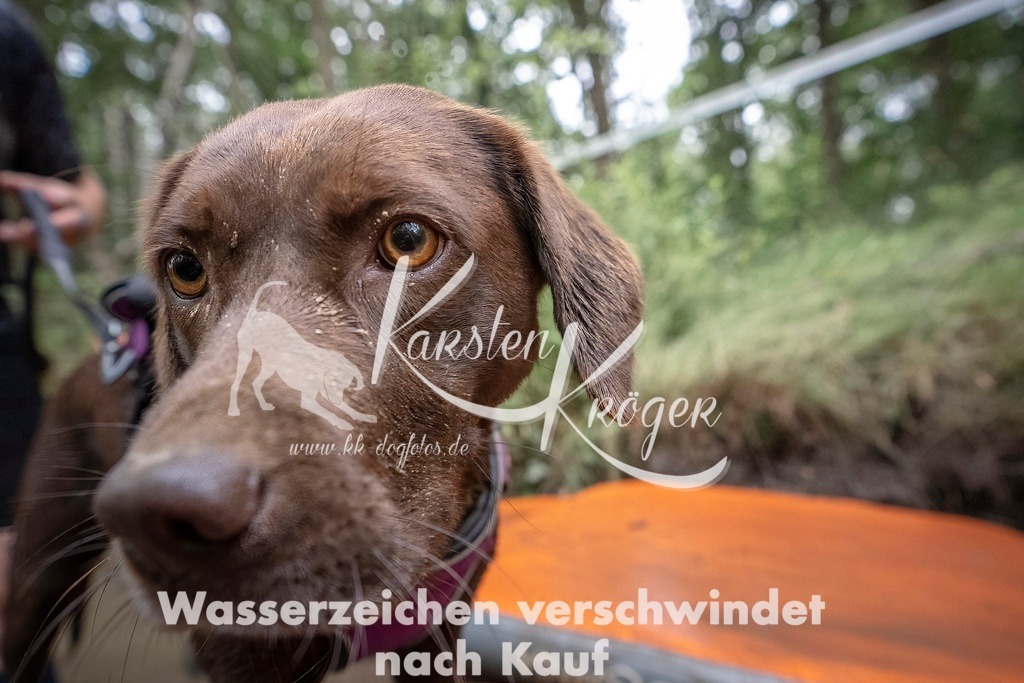 1210_ZZ97536T | kk-dogfotos