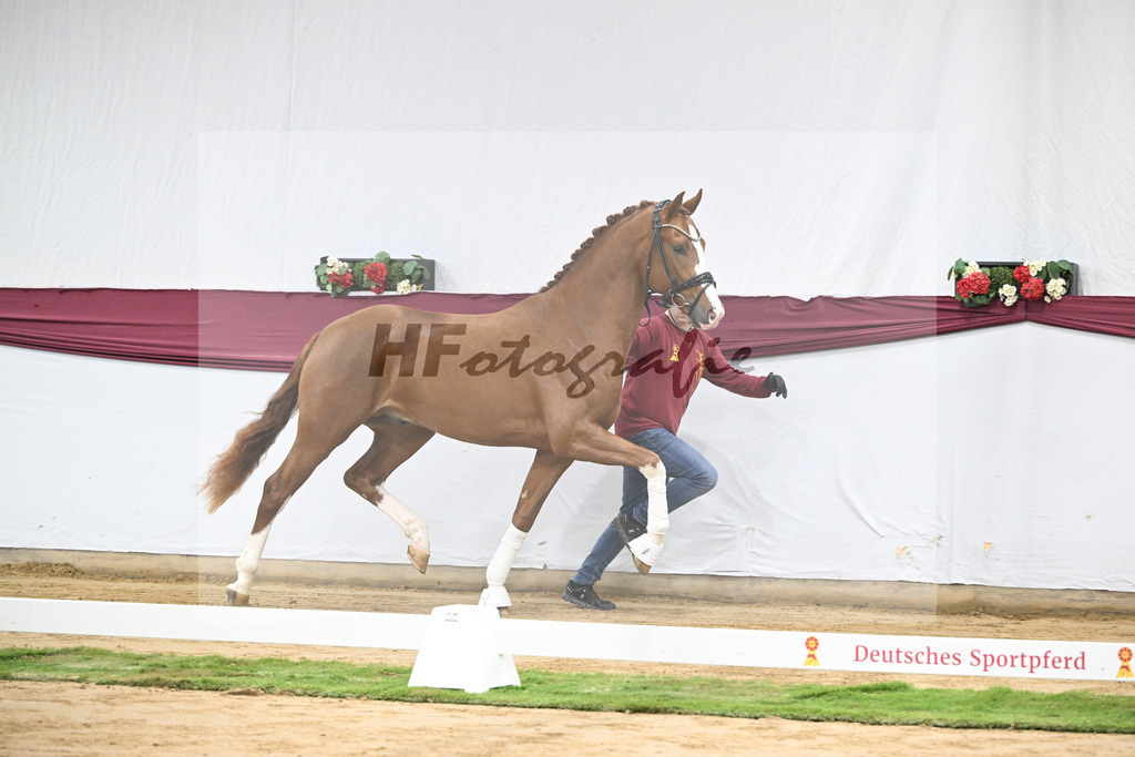 Kat-Nr. 140 Juwel x Vitalis_BG Westhoff u Rothenberger_47253125 | hf-fotografie - Realisiert mit Pictrs.com