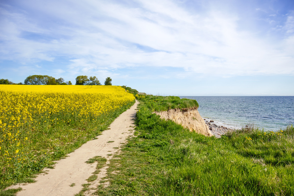Wandbild: Frühlingszauber – Blühende Rapsfelder an der Steilküste | Ein eindrucksvolles Naturmotiv voller Farbkontraste – dieses Wandbild zeigt die blühenden Rapsfelder an der Steilküste von Schönhagen. Der Weg zwischen den Feldern lädt zum Träumen ein, während die weite Wasserlandschaft eine besondere Tiefe vermittelt. Perfekt, um die Schönheit der norddeutschen Küstenlandschaft in den Wohnraum zu holen. - Realisiert mit Pictrs.com