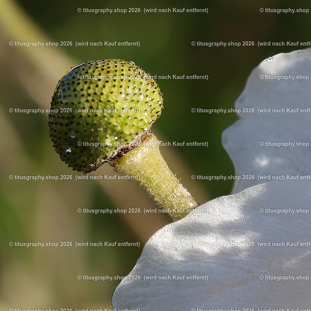 titusgraphy-PA221782-ln | titusgraphy-shop: Geschenkideen mit Qualitätsfotos. titusgraphy-shop: gift ideas with quality photos. titusgraphy-shop: idées cadeaux avec photos de qualité.  - Realisiert mit Pictrs.com