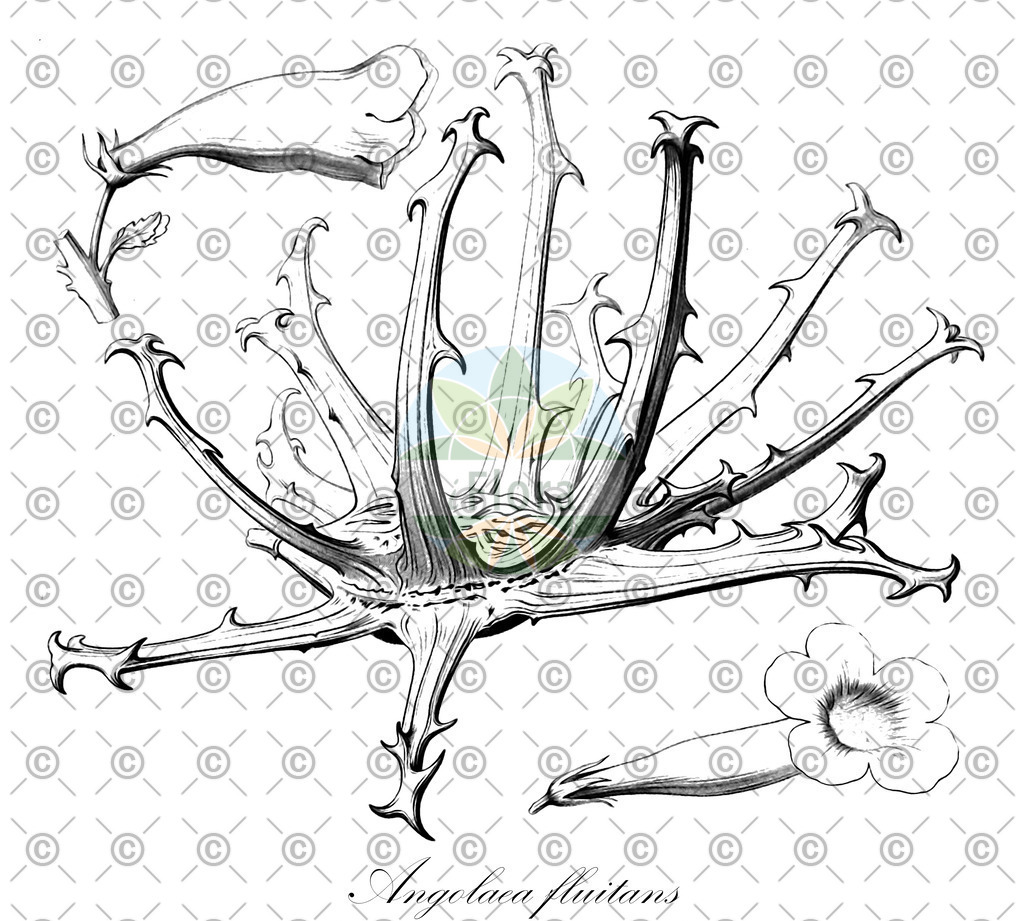 HistAbb_wfo-0000536542_12_ENZY_Simple | Historische Abbildung von Angolaea fluitans - Podostemaceae | Historical Illustration of Angolaea fluitans - Podostemaceae