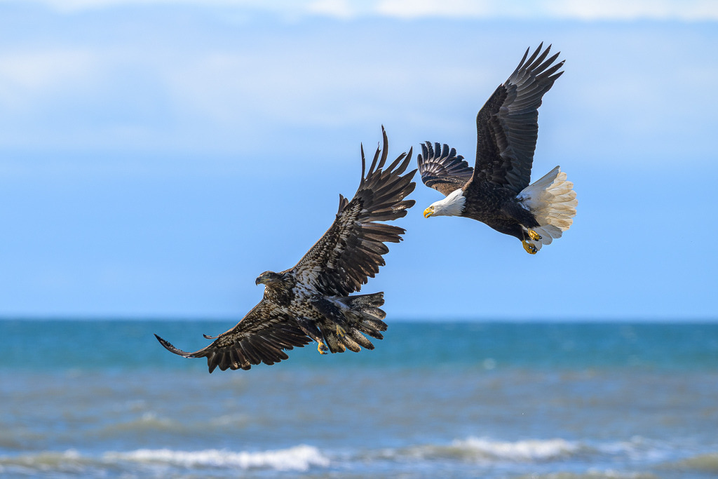 Alaska | Anchor Pont. Weißkopfseeadler am Strand. - Realisiert mit Pictrs.com
