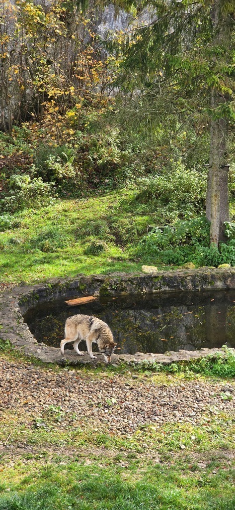 20241026_142013 | Heilkarten - Realisiert mit Pictrs.com