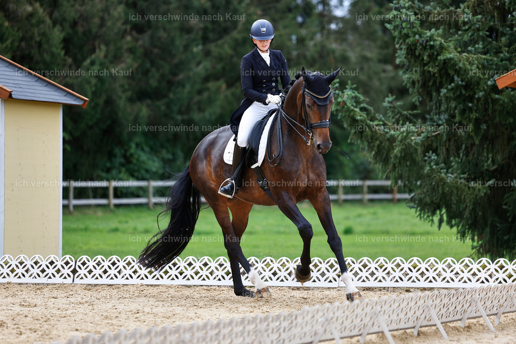 6-086-AMATUER-DRESSUR S_  -StoibPH-3583 | working equitationturnier fotograf videograf stoibphotography marixx film working equitation deutschland reitsport turnierfotografie eventfotografie equestrian events