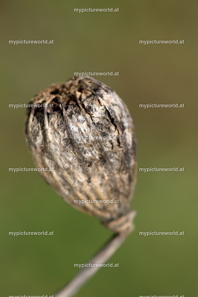 Klatschmohn-033 | Das Bilderarchiv über Tiere, Planzen und Landschaften. In der Bilddatenbank finden Sie ein große Auswahl an hochwertigen Bilder für Ihre Werbung - Realized with Pictrs.com