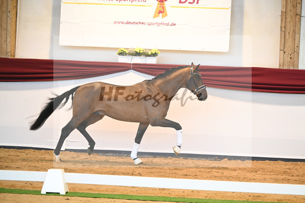 Kat-Nr. 64 v. Vitalis_Bock_66222188 | hf-fotografie - Realizzato con Pictrs.com