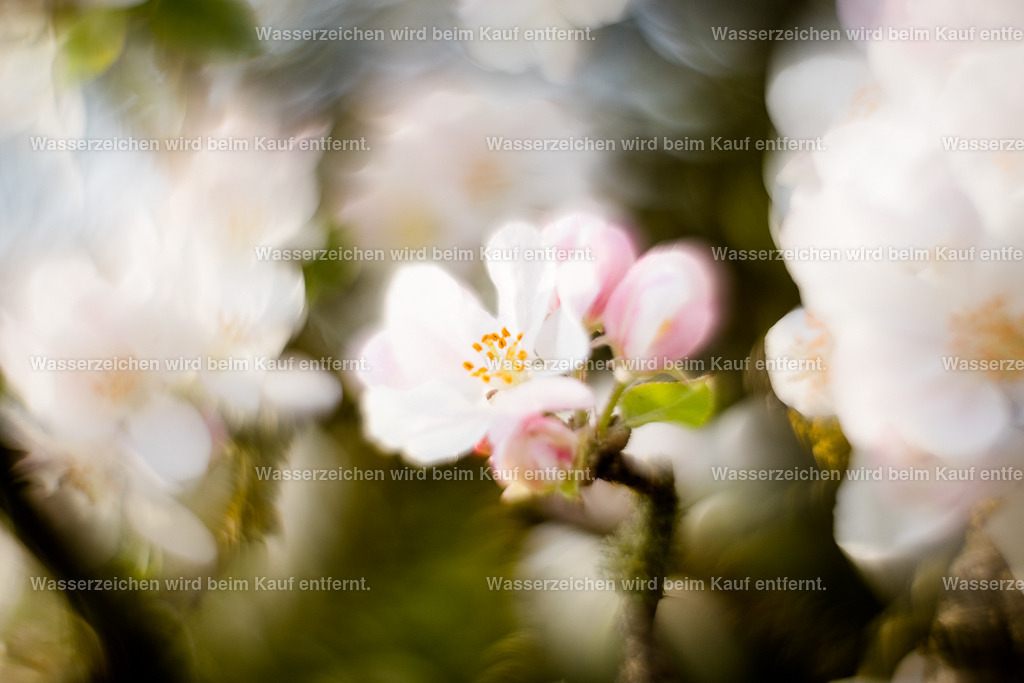 Trage dein fröhliches Kleid | Die Botschaft zum Bild lautet: Dieses Bild verbreitet absolute Fröhlichkeit. Fühle die Freude in dir, die aufkommt. Dieses Bild, diese Energie erfüllt jeden Raum, jedes Herz mit Fröhlichkeit. Du fühlst, wie deine Traurigkeit abzieht und Fröhlichkeit, Freude etabliert sich, denn es ist wichtig, dass du in dieser hohen Frequenz schwingst.