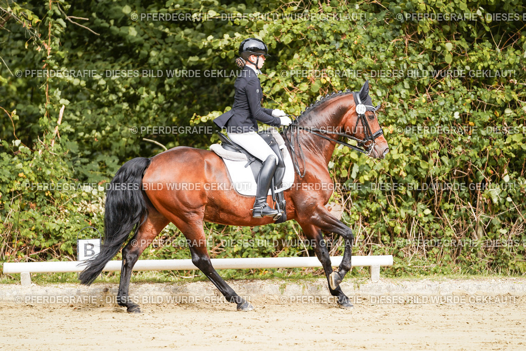 DSC02033 | Pferdegrafie