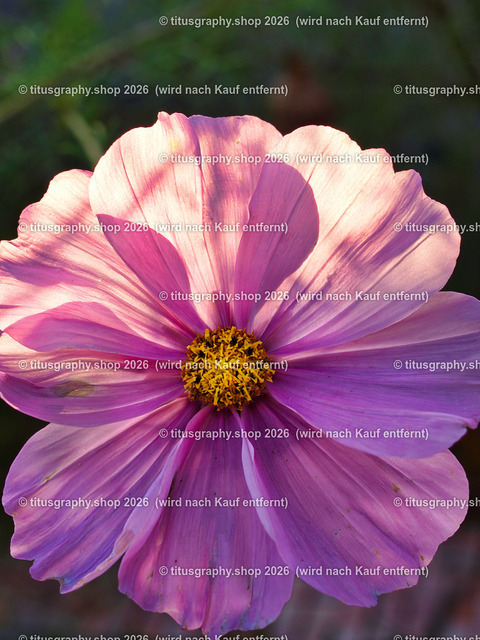 titusgraphy_PA141264-vz-ln | titusgraphy-shop: Geschenkideen mit Qualitätsfotos. titusgraphy-shop: gift ideas with quality photos. titusgraphy-shop: idées cadeaux avec photos de qualité.  - Realisiert mit Pictrs.com