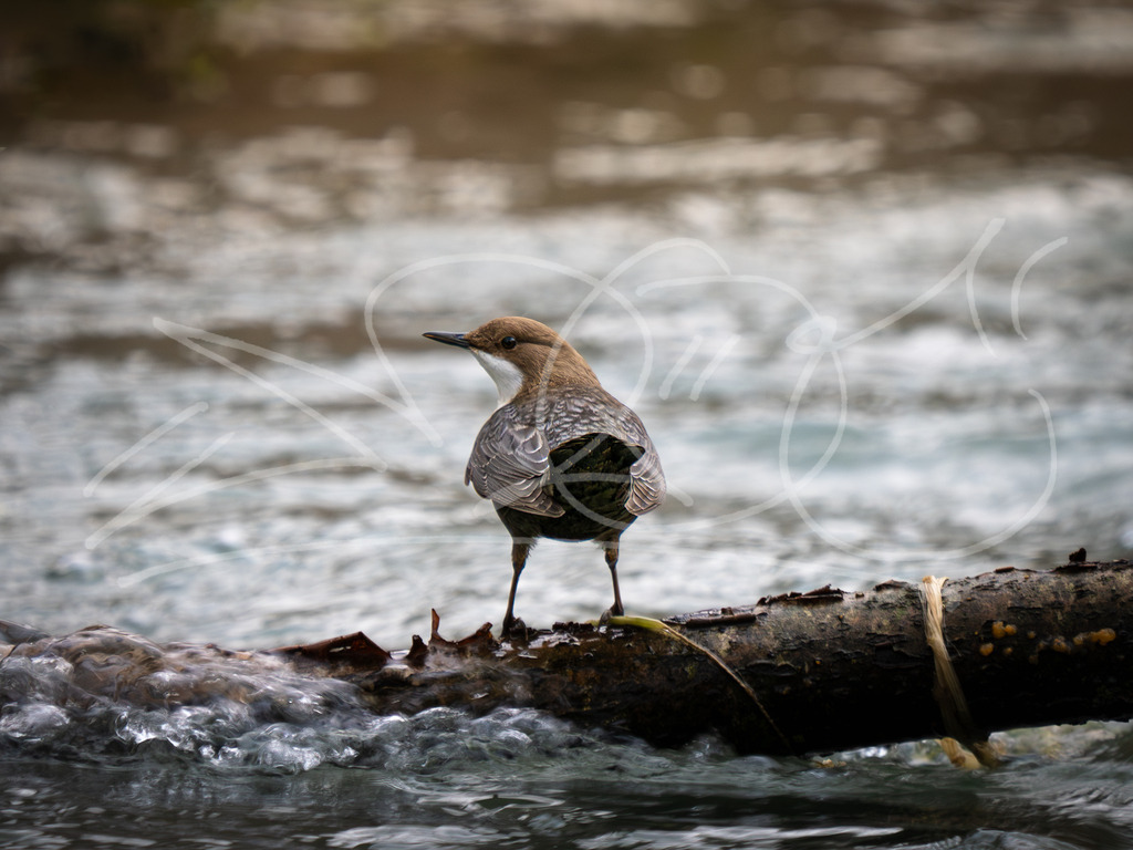 Wasseramsel | Naturschönheiten aus Deutschland. Pflanzen und Tiere, Insekten und Naturschauspiele. Alle schönen Details, die uns umgeben, fotografiert von Michi Moc.  - Realisiert mit Pictrs.com