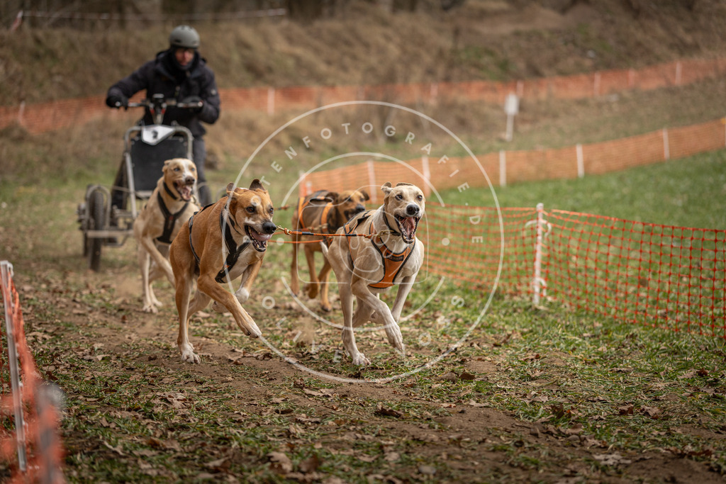 Pfotenfotografie_DV3A8130 | Hundefotografie, Tierfotograf, Pfotenfotografie, Fotoshooting Hund, Hunde Portrait, Hundesport, Hundeportraits, Heideshooting, Hunde, Sportfotograf, Hundefotograf, Turnierhundsport, THS,  - Realisiert mit Pictrs.com