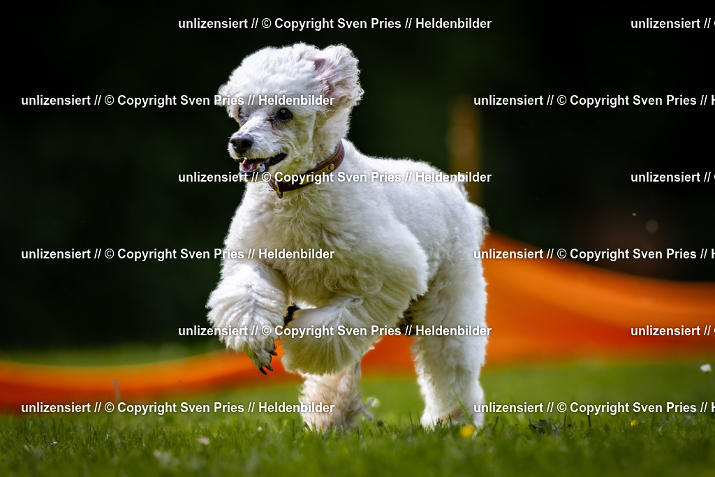 Sven Pries | 2026-05-14 - Hunderennen KA Durlach Vatertag 2026 - Realisiert mit Pictrs.com