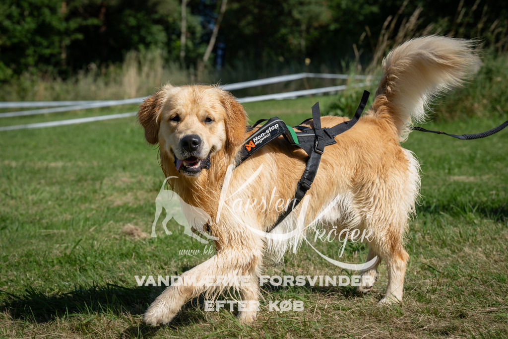 1018_ZZ98144 | kk-dogfotos