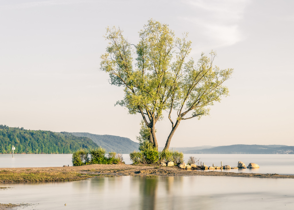 Einsamer Baum am Überlinger See | Steht das Wasser des Bodensees hoch, steht dieser Baum im Wasser. - Realized with Pictrs.com