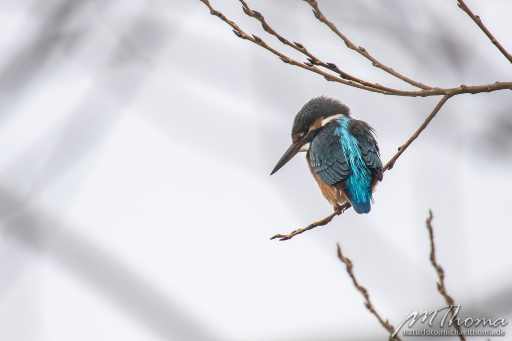 2020-11-06-10h06m00s_MichaelThoma_D850-6531 | Dies ist der Online-Shop von naturfoto.michaelthoma.de. Ich bin leidenschaftlicher Naturfotograf und fotografiere von der Andromedagalaxie bis zum Zwergtaucher, von der Ameise bis zum Orionnebel alles was mit Natur zu tun hat. Hier kann eine Auswahl meine - Realisiert mit Pictrs.com