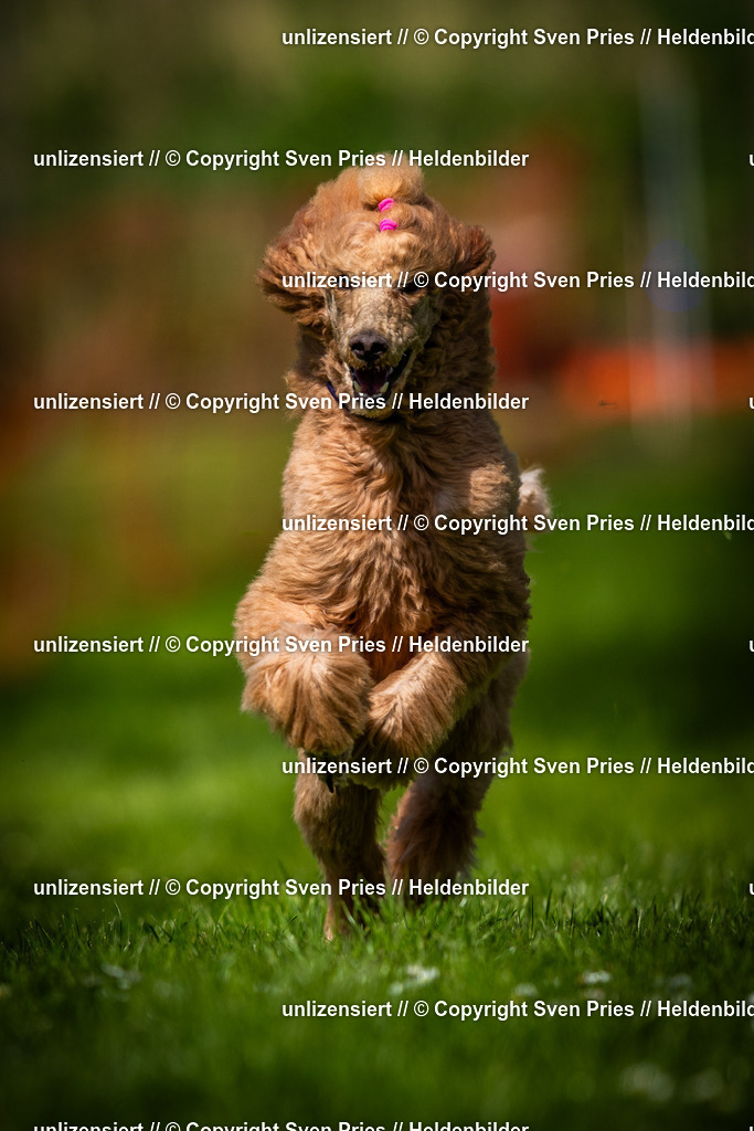 Sven Pries | 2025-04-13 - Hunderennen Baden-Baden - Realisiert mit Pictrs.com