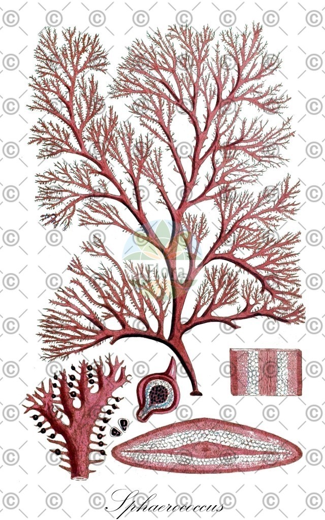 HistAbb_wfo-0000436535_1_ENZY_Simple | Historische Abbildung von Sphaerococcus - Sphaerococcaceae (0) | Historical Illustration of Sphaerococcus - Sphaerococcaceae (0)