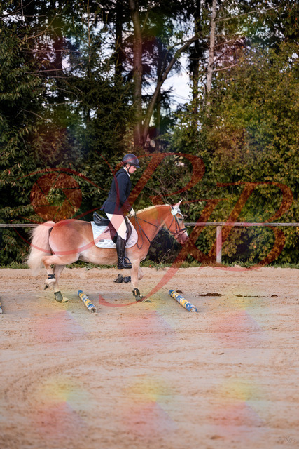 2026_10_03_Siefer-Hof_145426_Z81_34415518 | Professionelle Reitsport-, Turnier- und Eventfotografie von Robert Broda. Galerien mit ausgewählten und bearbeiteten Bildern direkt online ansehen und bestellen.