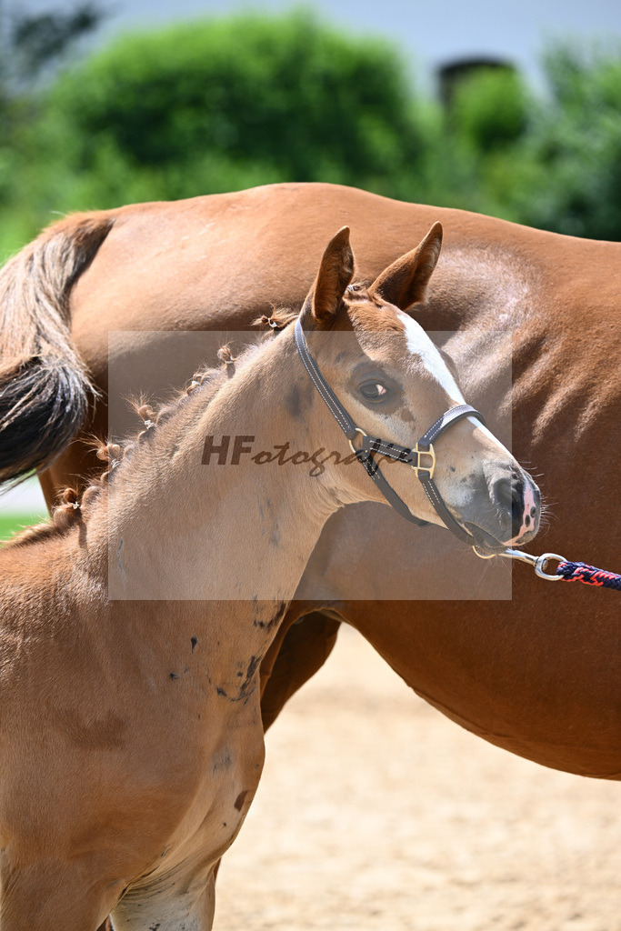 Kat-Nr. 23 Valenziano x Unbekannt_Ganswindt_27140707 | hf-fotografie - Realisiert mit Pictrs.com