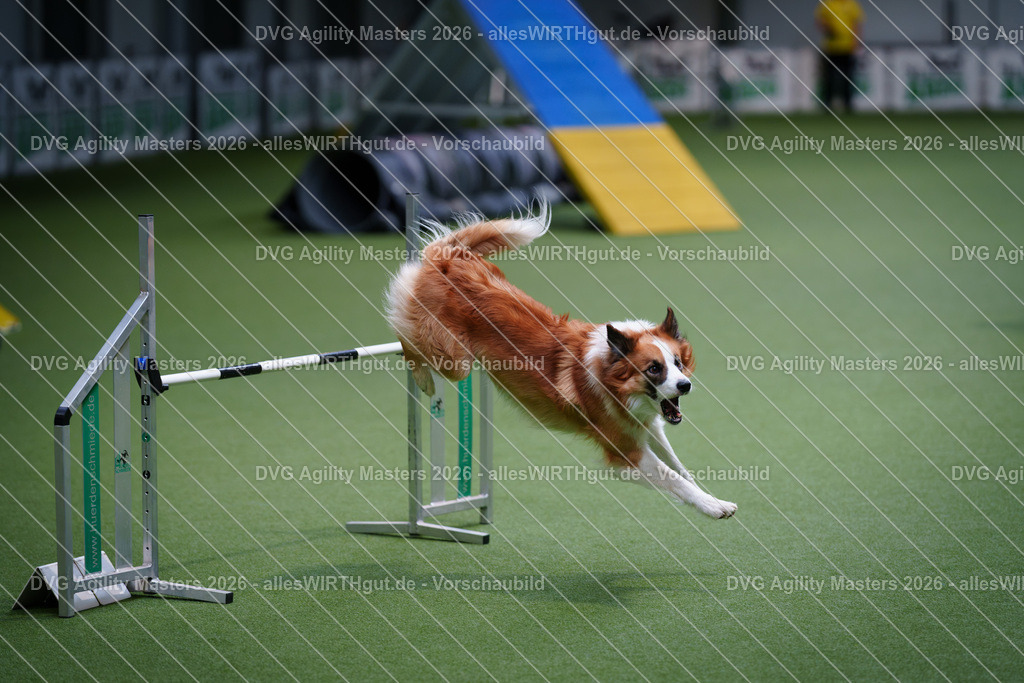 allesWIRTHgut_Tierfotografie-DVG_Agility_Masters_2026-13_29-7R509553 | Professionelle Tierfotografie in Mönchengladbach von Daniel Wirth (allesWIRTHgut). Liebevolle & natürliche Bilder von Hunden & Katzen für unvergessliche Erinnerungen.