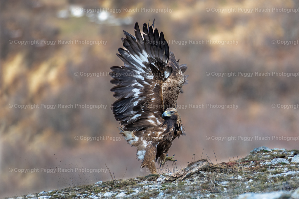 Steinadler (1) | PeggyRaschPhotography - Realisiert mit Pictrs.com