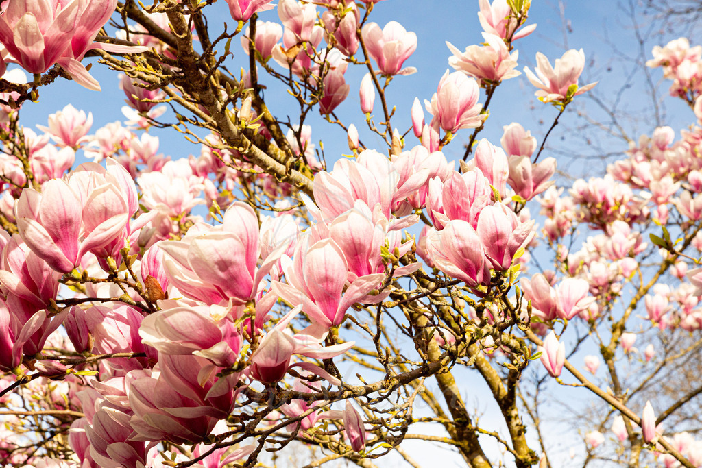 Magnolie_Mostdirn_Irmgard_Wieser-9739 | Ihre Fotografin im Lungau, ihre Fotografin im Mostviertel, Wandbilder Onlineshop, Imagefotos für Ihr Unternehmen,  - Realisiert mit Pictrs.com