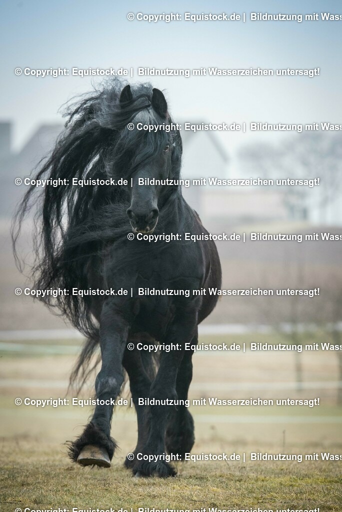 20150217_TOMsPiC_0005 | equistock