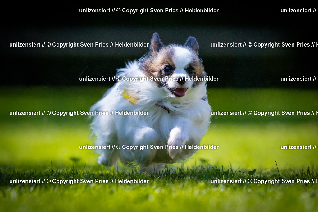 Sven Pries | 2025-08-10 - Hunderennen Durlach - Realisiert mit Pictrs.com