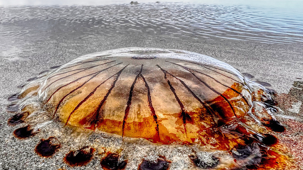 Qualle  | www-pimpup-me - Realisiert mit Pictrs.com