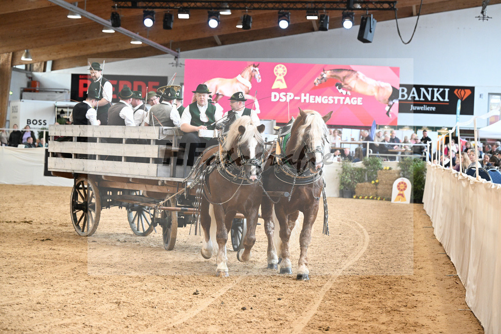 Schauprogramm Sueddeutsches Kaltblut_Schelle_2251608 | hf-fotografie - Realizzato con Pictrs.com