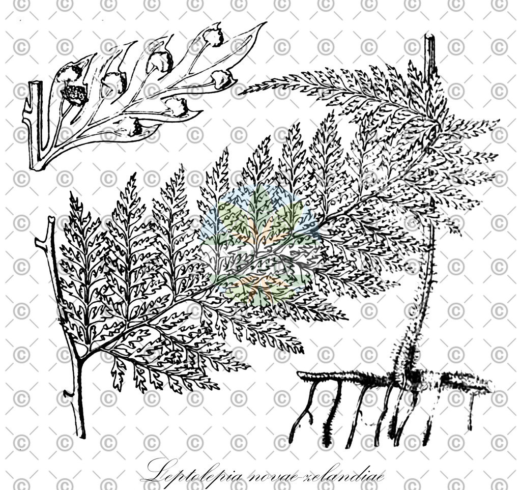 HistAbb_wfo-0000446109_1_ENZY_Simple | Historische Abbildung von Leptolepia novae-zelandiae - Dennstaedtiaceae | Historical Illustration of Leptolepia novae-zelandiae - Dennstaedtiaceae