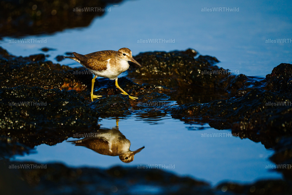 allesWIRTHgut Tierfotografie - allesWIRTHgut.de - 7IV01006 | Entdecke die faszinierende Welt der Natur- und Wildlife-Fotografie von Daniel und Bärbel. Inspirierende Bilder von wilden Tieren und kleinen Naturwundern.