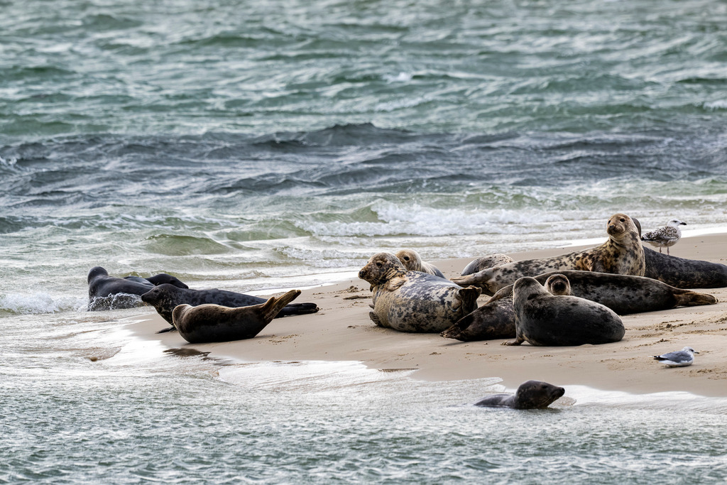 Kegelrobben und Seehunde an der Brandungskante vor Texel: Ruhepause im Nordseewasser | Eine Gruppe von Kegelrobben und Seehunden ruht an der feinsandigen Brandungskante einer Sandbank vor der Insel Texel. Während einige Tiere im flachen Küstenwasser schwimmen oder an Land gleiten, blicken andere aufmerksam in die Kamera. Das ausdrucksstarke Naturmotiv eignet sich ideal für redaktionelle Berichte über den Nationalpark Wattenmeer, Artenschutz, Meeressäuger, Nordseetourismus und Umweltthemen in den Niederlanden. - Realisiert mit Pictrs.com