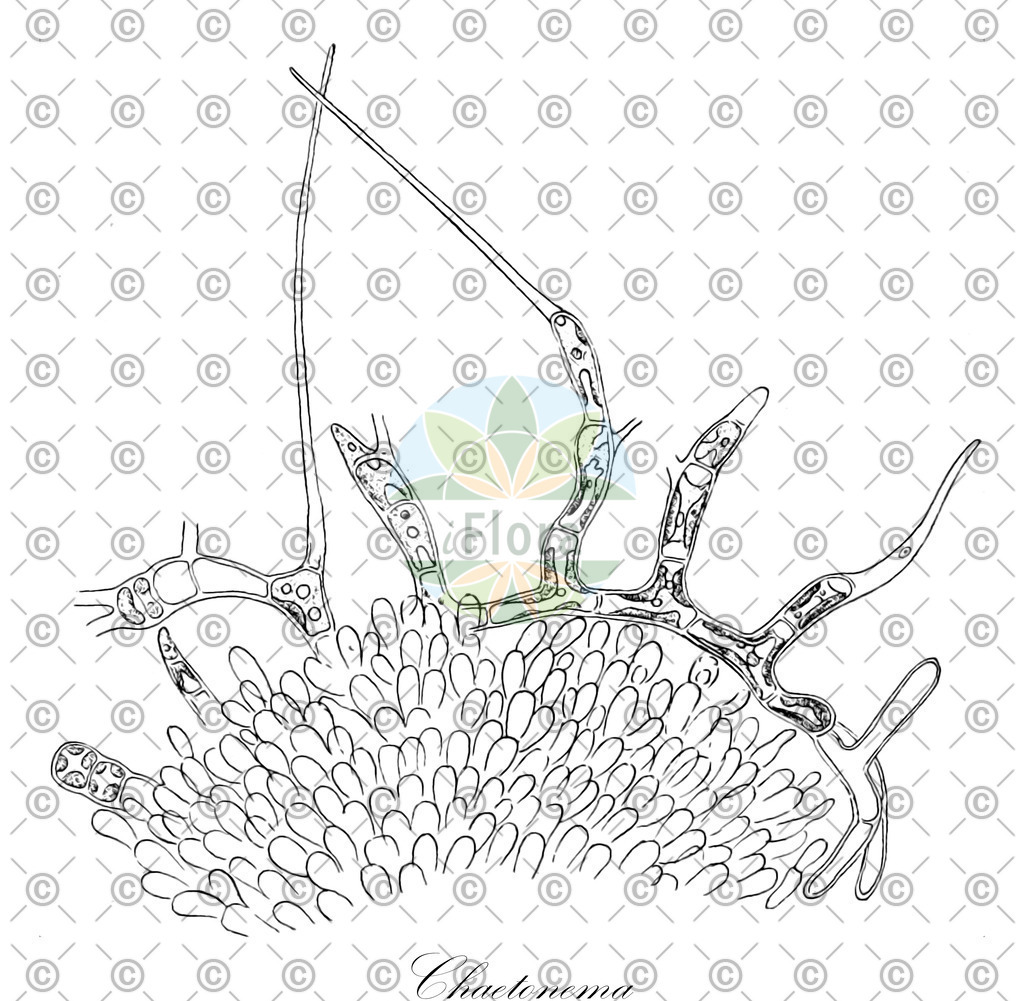 HistAbb_3LPM_1_ENZY_Simple | Historische Abbildung von Chaetonema - Aphanochaetaceae (0) | Historical Illustration of Chaetonema - Aphanochaetaceae (0)