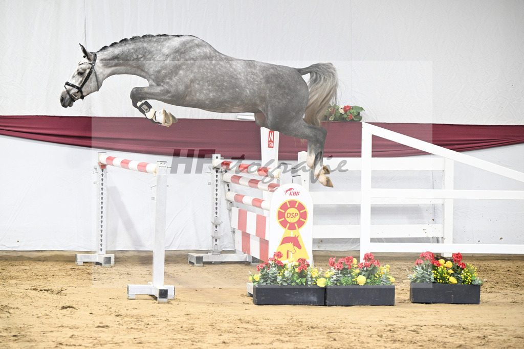 Kat-Nr. 12 I_m Special de Muze x Colman_Michaela Aeschbacher _47250192 | hf-fotografie - Realisiert mit Pictrs.com