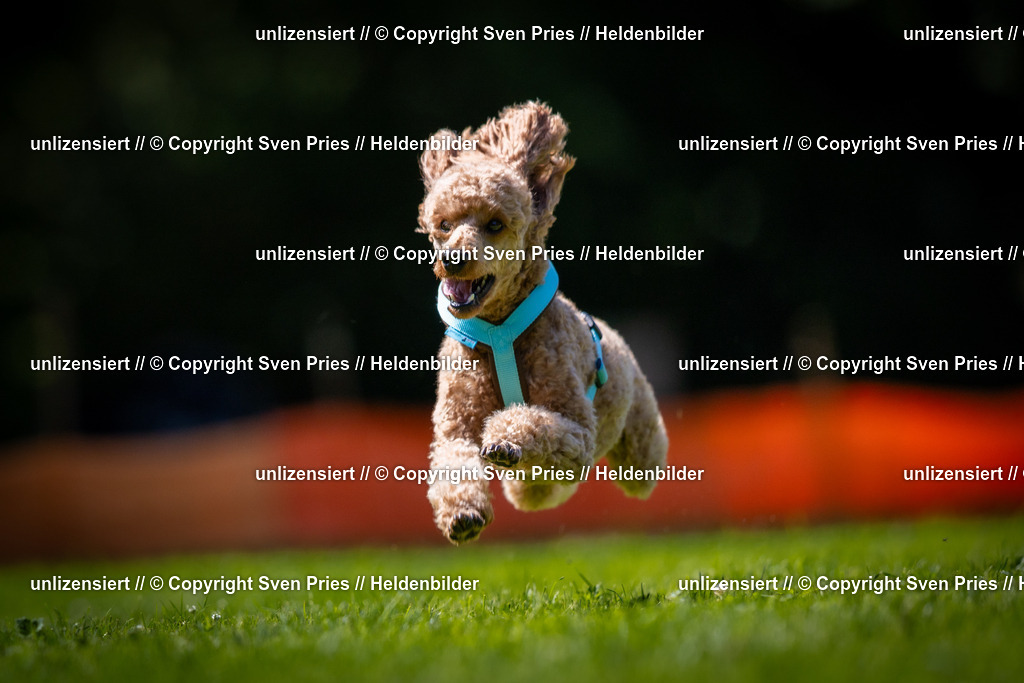 Sven Pries | 2025-08-10 - Hunderennen Durlach - Realisiert mit Pictrs.com