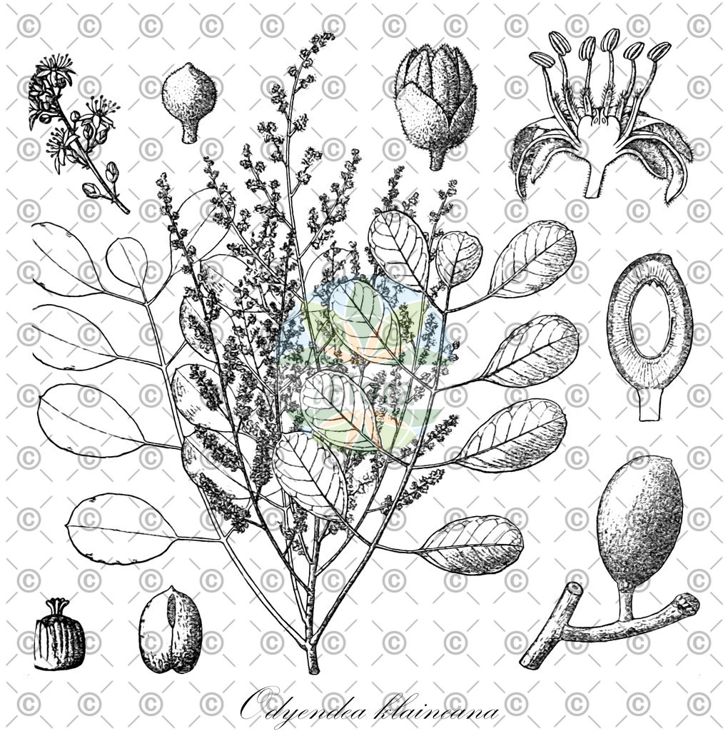 HistAbb_wfo-0001188742_1_ENZY_Simple | Historische Abbildung von Odyendea klaineana - Simaroubaceae | Historical Illustration of Odyendea klaineana - Simaroubaceae