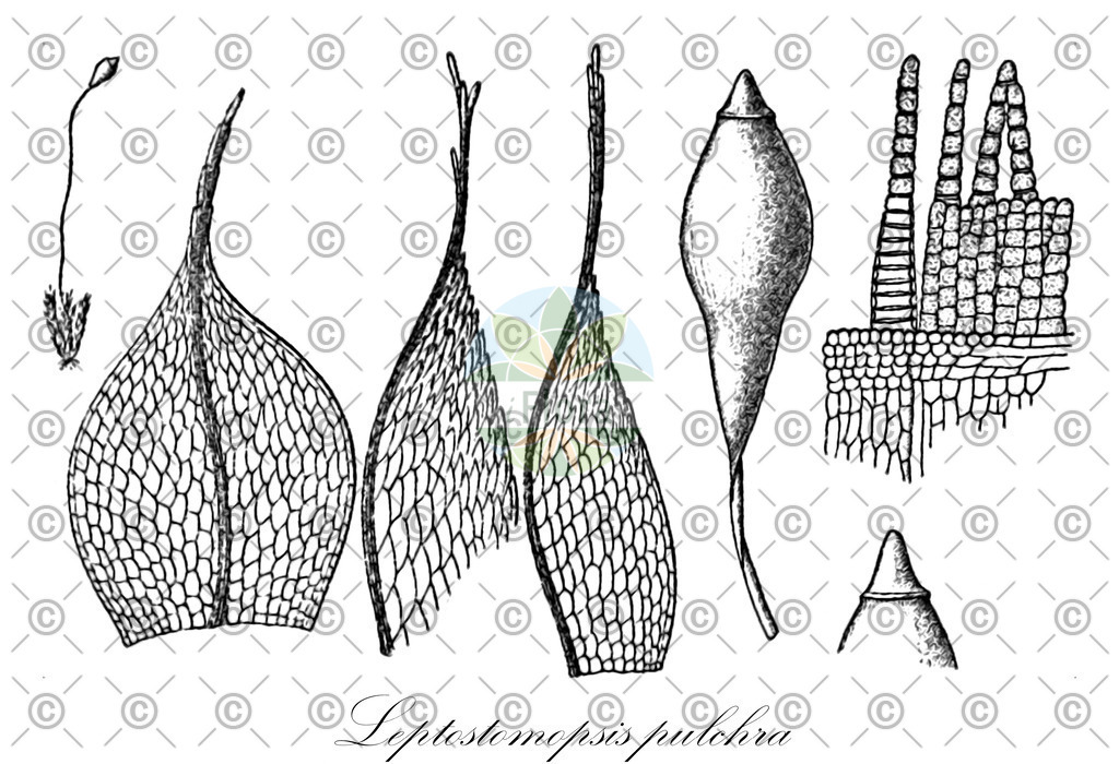 HistAbb_wfo-0001168869_1_ENZY_Simple | Historische Abbildung von Leptostomopsis pulchra - Bryaceae | Historical Illustration of Leptostomopsis pulchra - Bryaceae