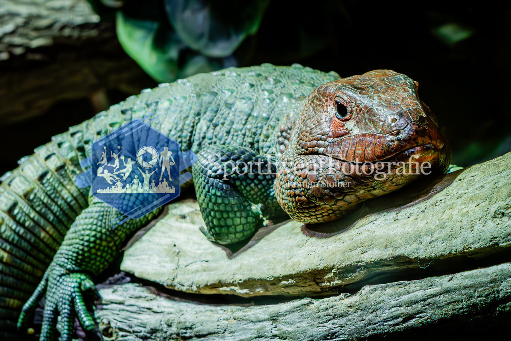 IMG_7659 | SportEventFotografie - Roman Stoiber