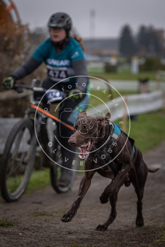 CaniXpix_0L8A1748 | Hundefotografie, Tierfotograf, Pfotenfotografie, Fotoshooting Hund, Hunde Portrait, Hundesport, Hundeportraits, Heideshooting, Hunde, Sportfotograf, Hundefotograf, Turnierhundsport, THS,  - Realisiert mit Pictrs.com